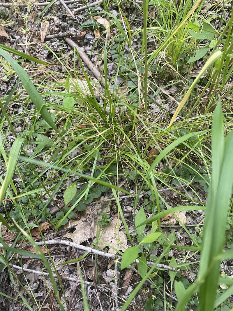 Low Woodland Sedge photo 5