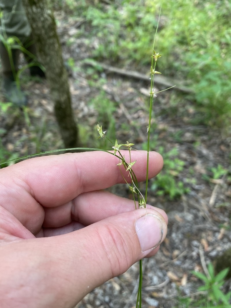Low Woodland Sedge photo 6