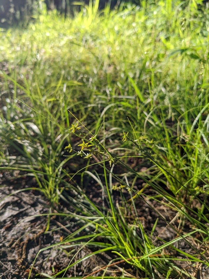 Low Woodland Sedge photo 7