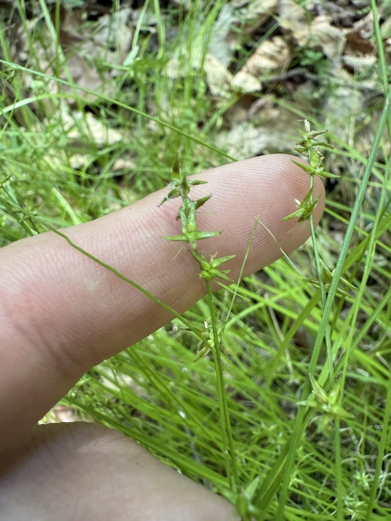 Low Woodland Sedge photo 8