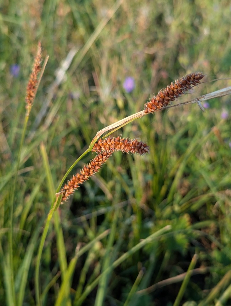 Carex songarica