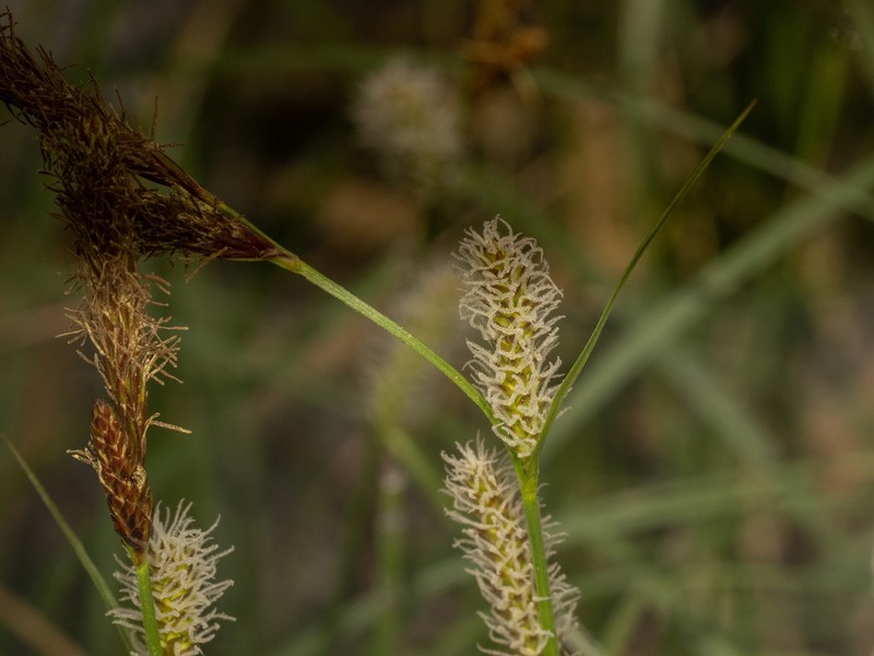 Carex songarica photo 2