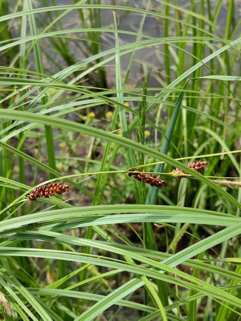 Carex songarica photo 3