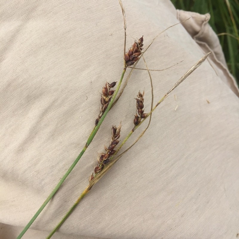 Carex songarica photo 4