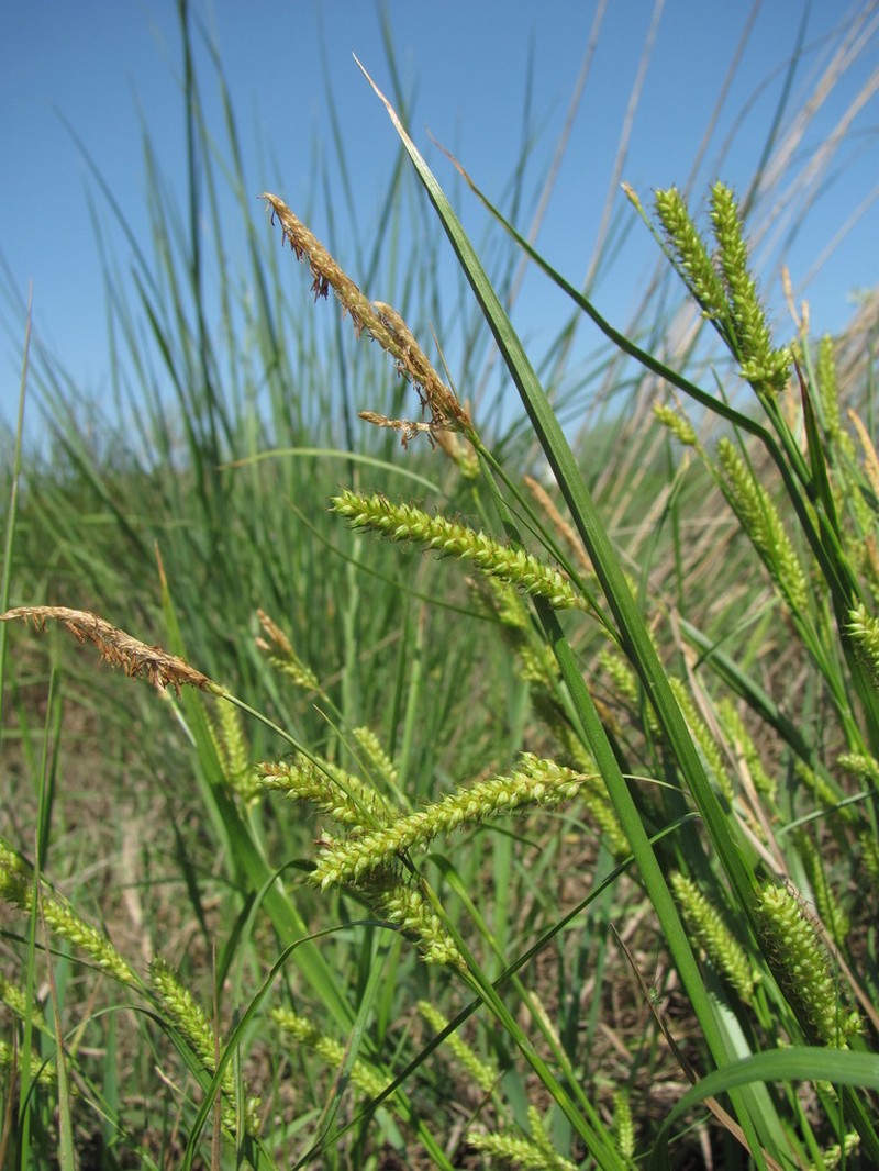 Carex songarica photo 5