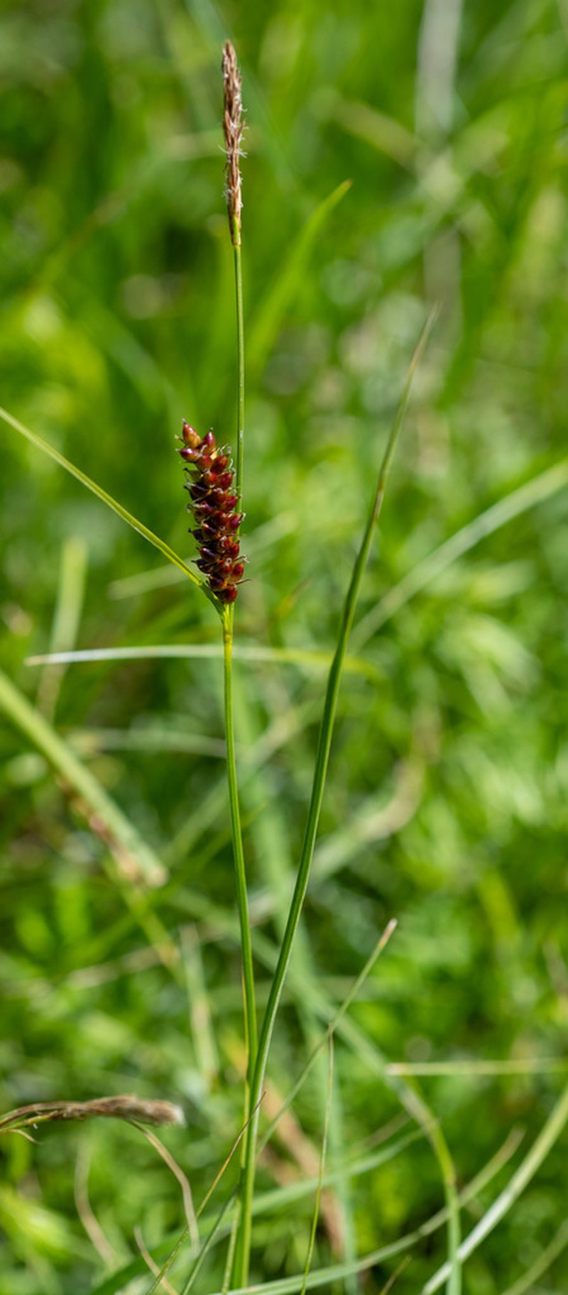 Carex songarica photo 6
