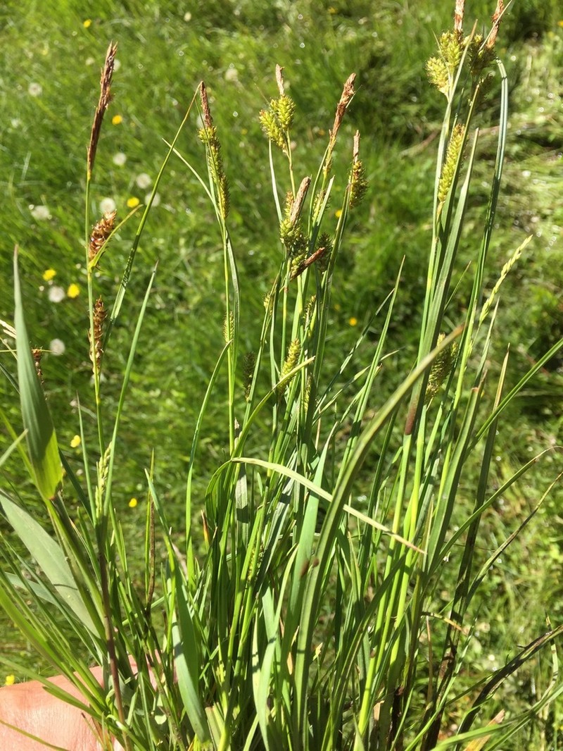 Carex songarica photo 7