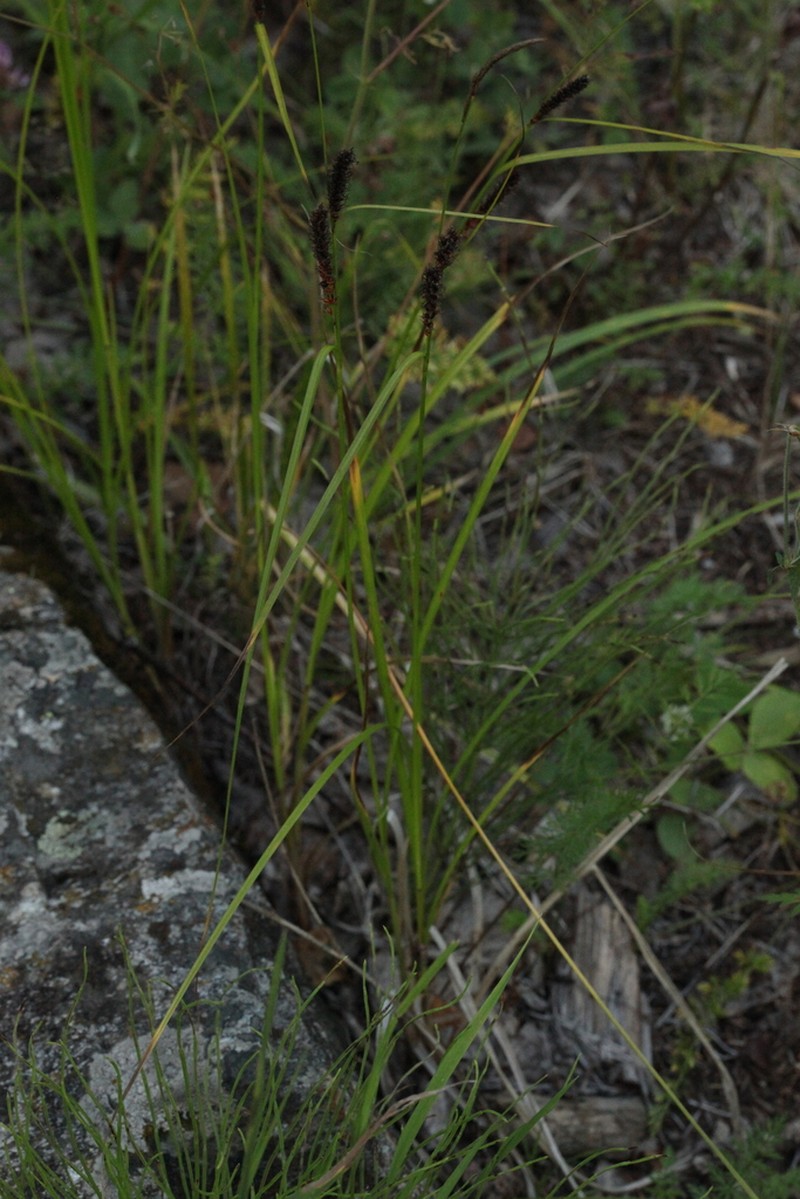Carex songarica photo 8
