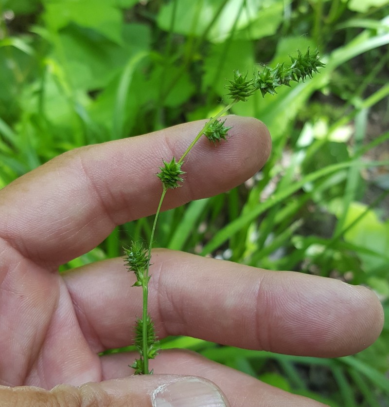 Bur-Reed Sedge
