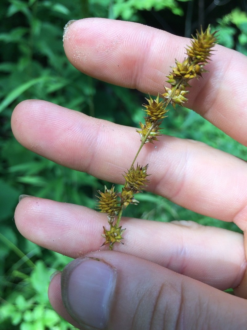 Bur-Reed Sedge photo 2