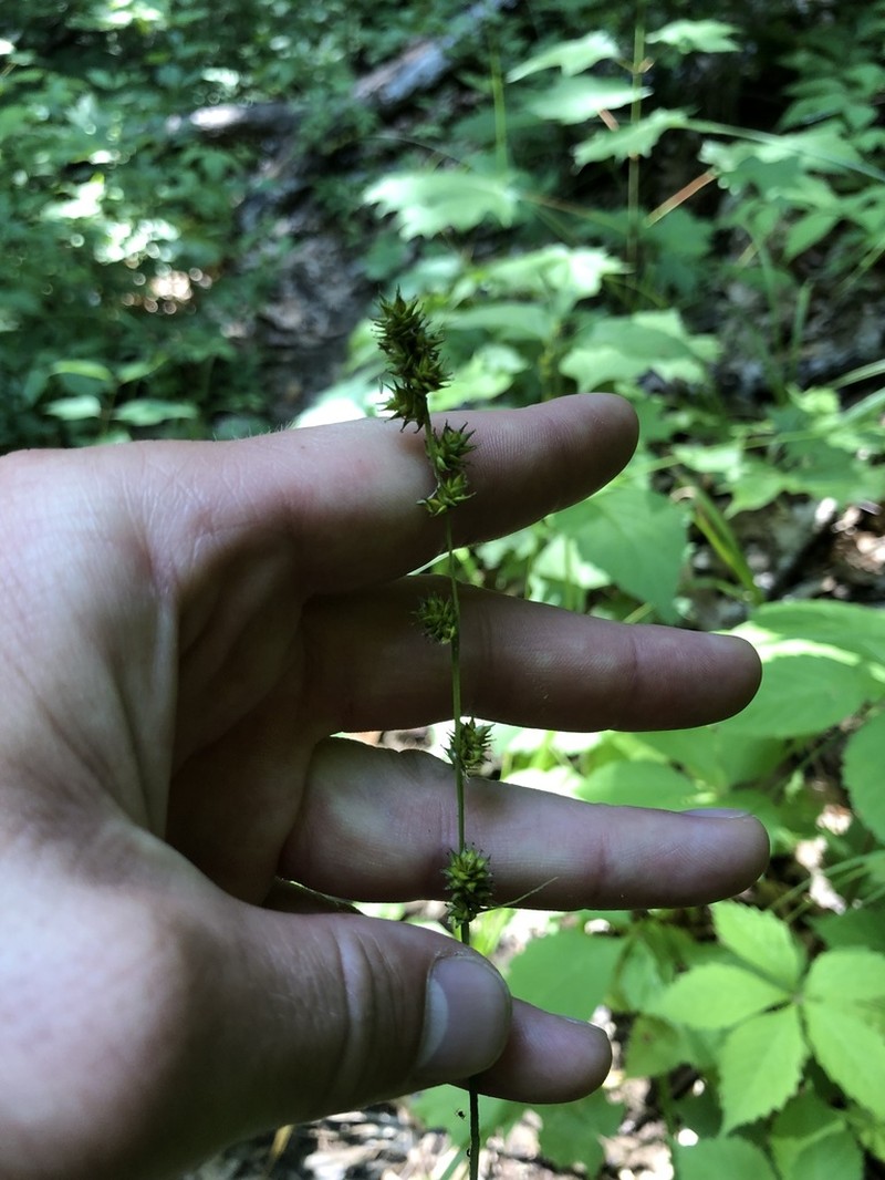 Bur-Reed Sedge photo 4