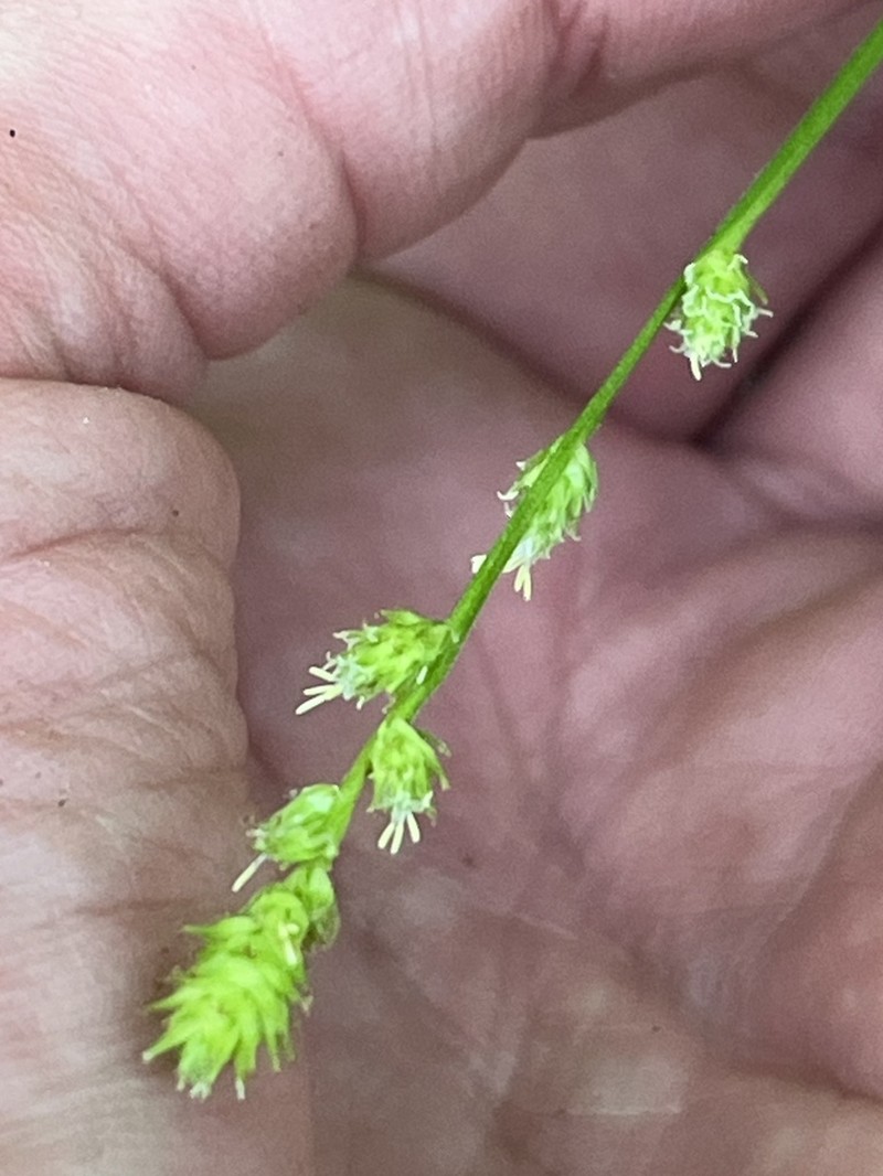 Bur-Reed Sedge photo 5