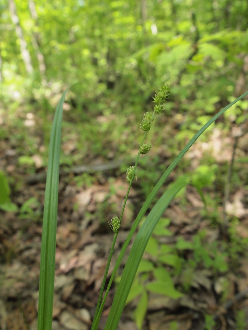 Bur-Reed Sedge photo 6