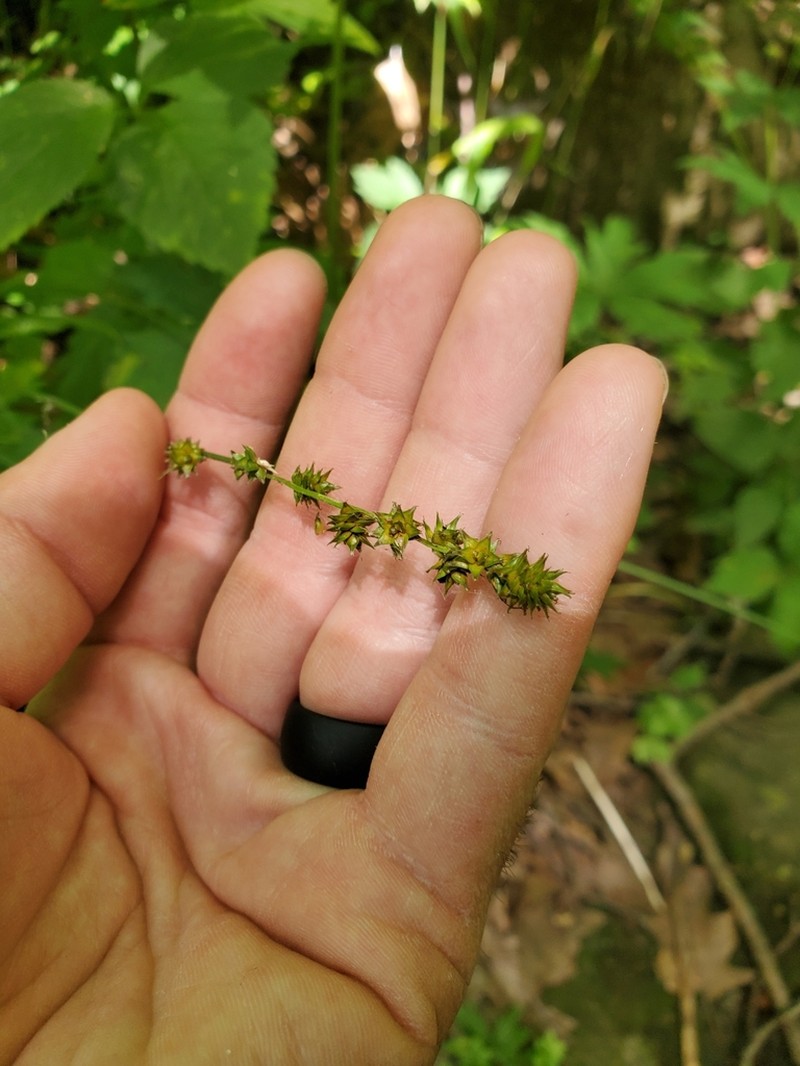 Bur-Reed Sedge photo 7