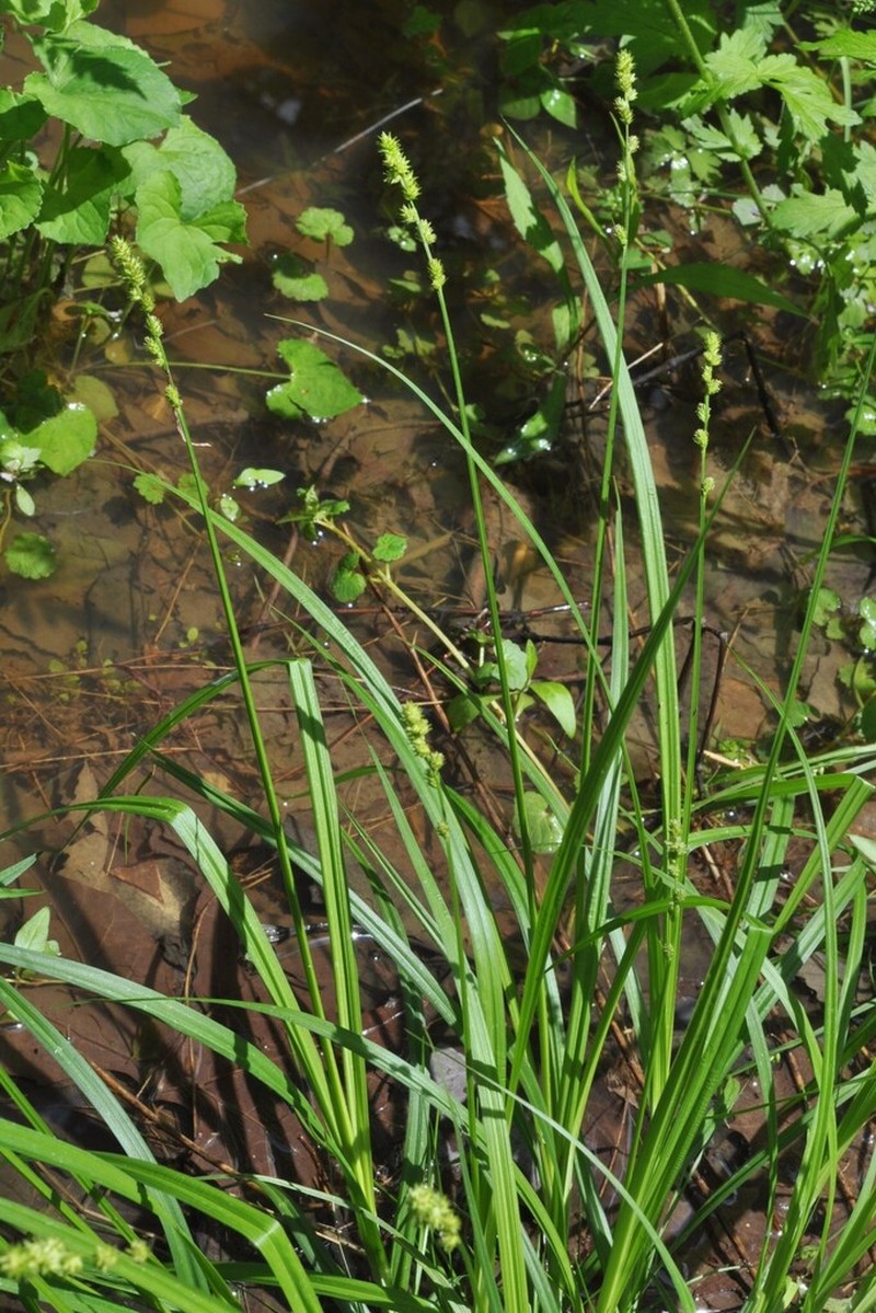 Bur-Reed Sedge photo 8