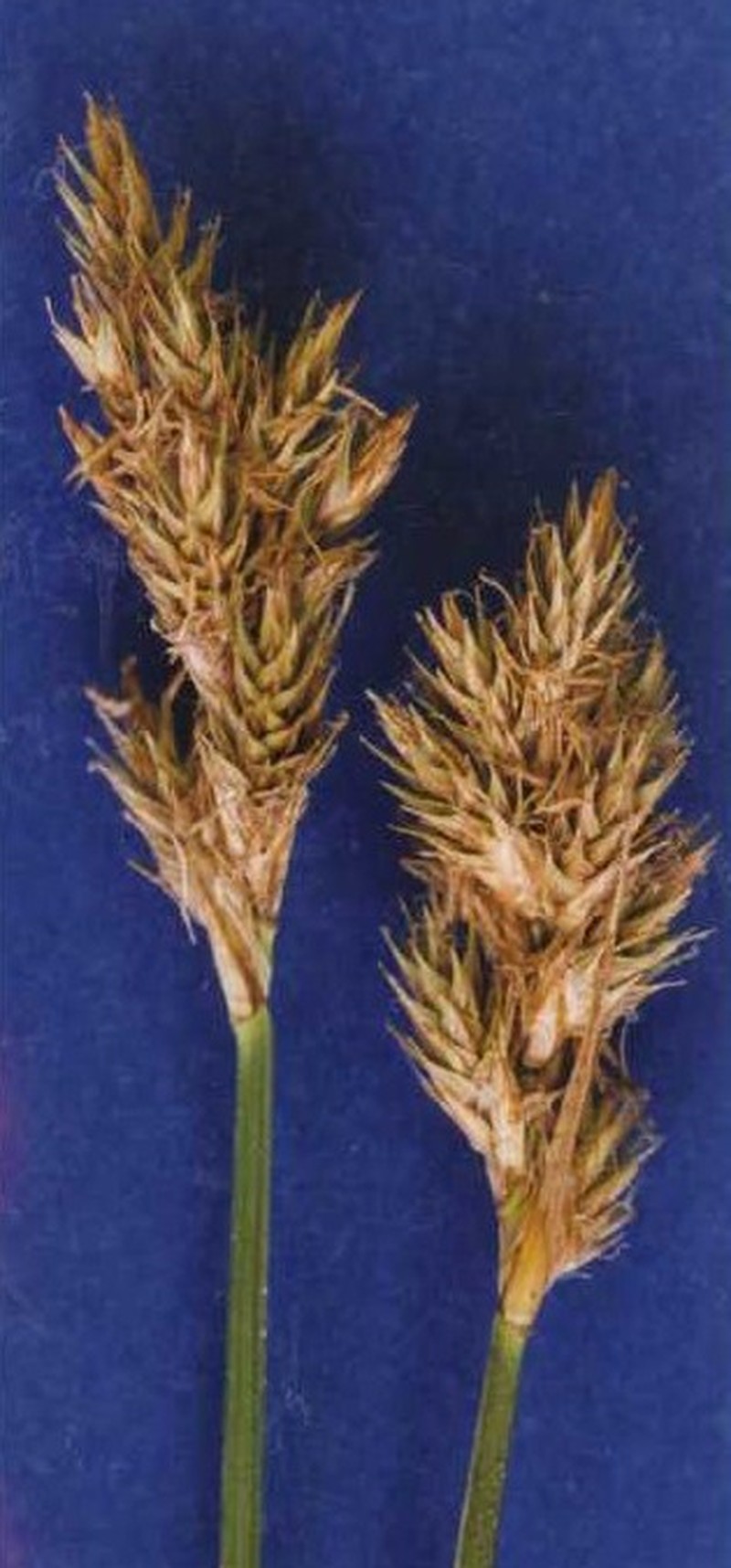 Narrowfruit Sedge