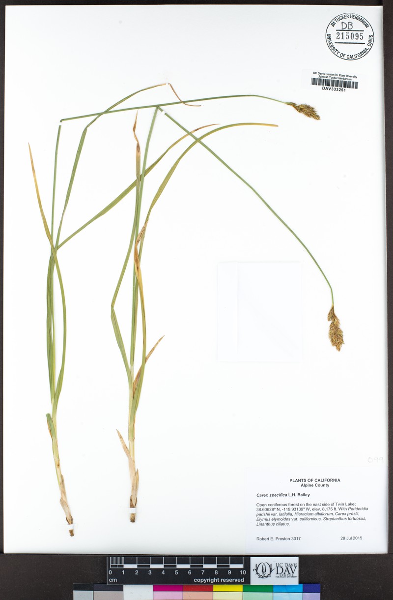 Narrowfruit Sedge photo 2