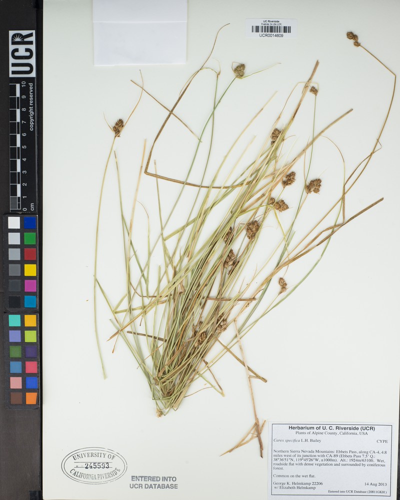 Narrowfruit Sedge photo 3