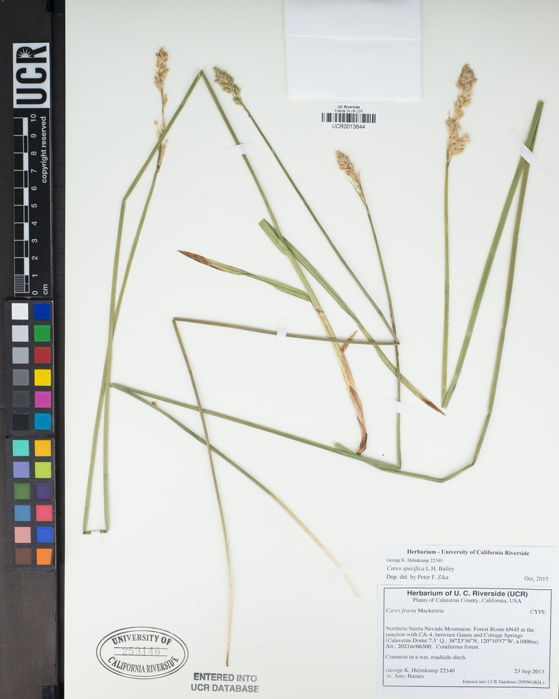 Narrowfruit Sedge photo 4