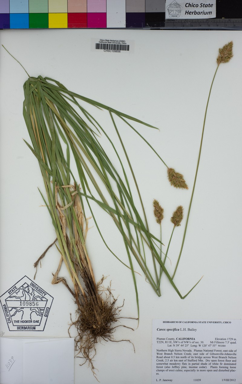 Narrowfruit Sedge photo 5