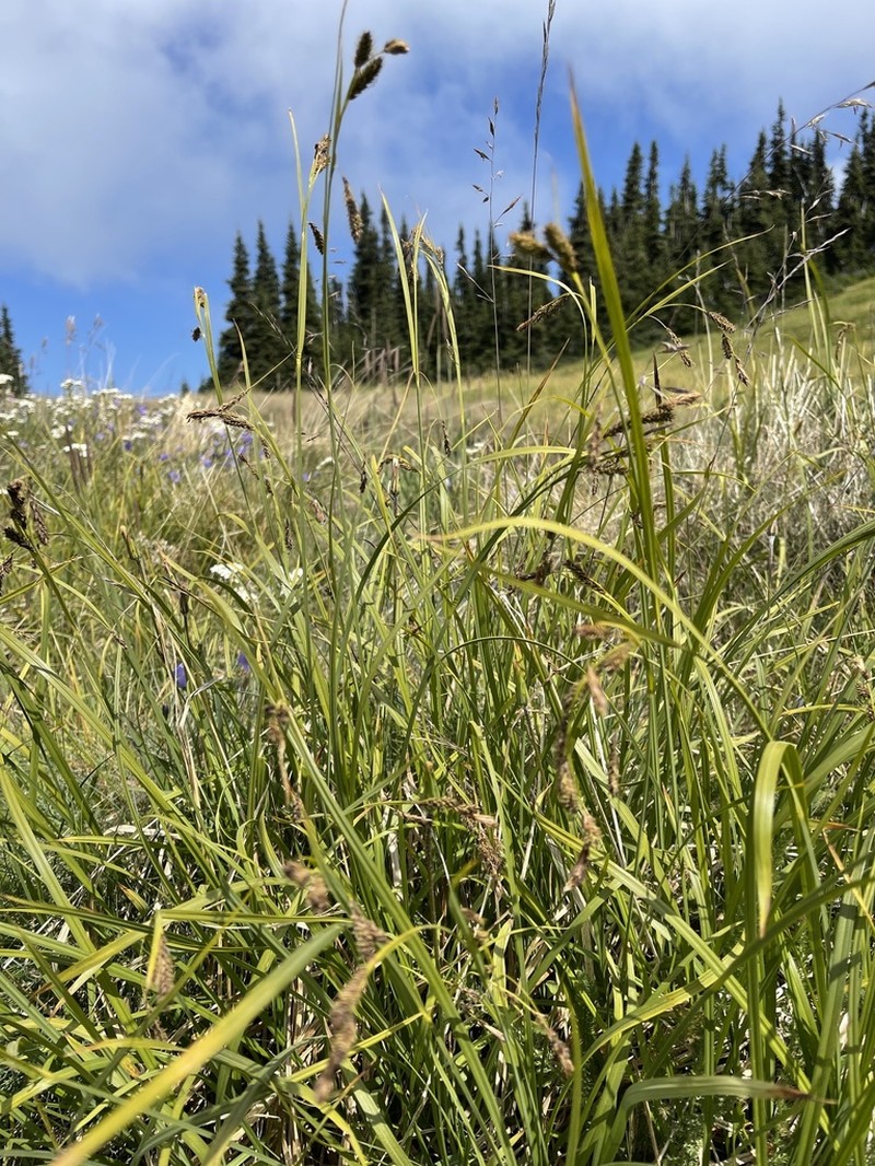 Showy Sedge