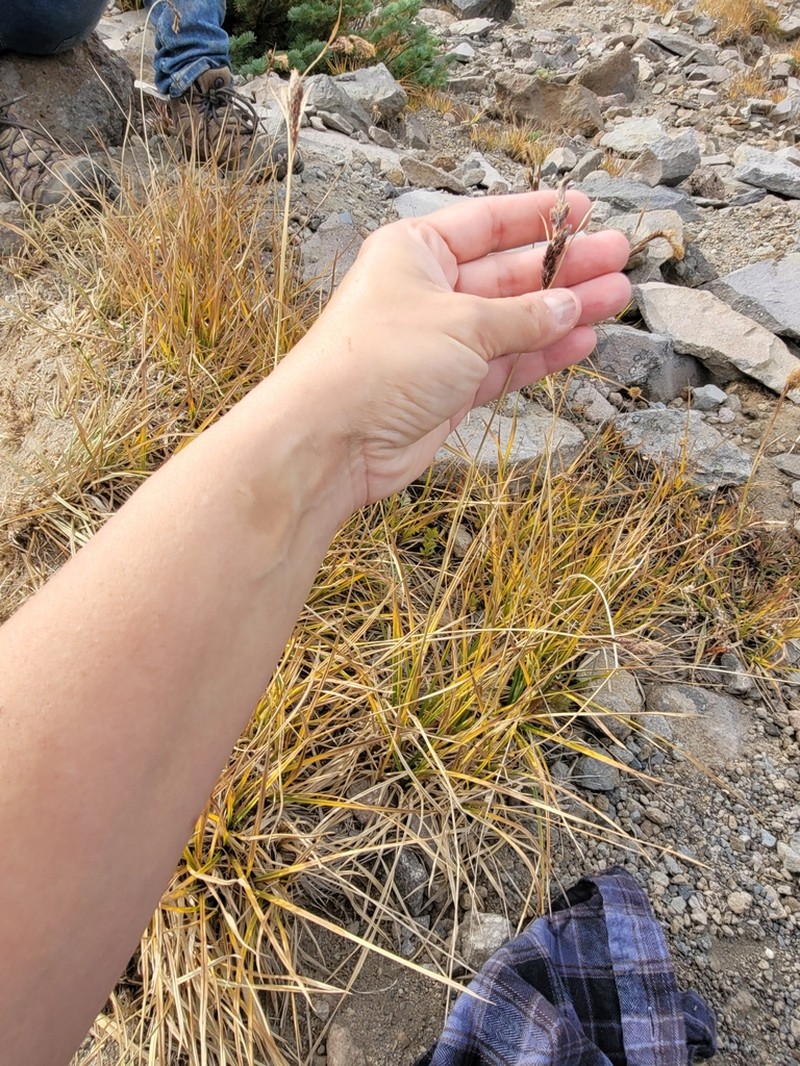 Showy Sedge photo 2