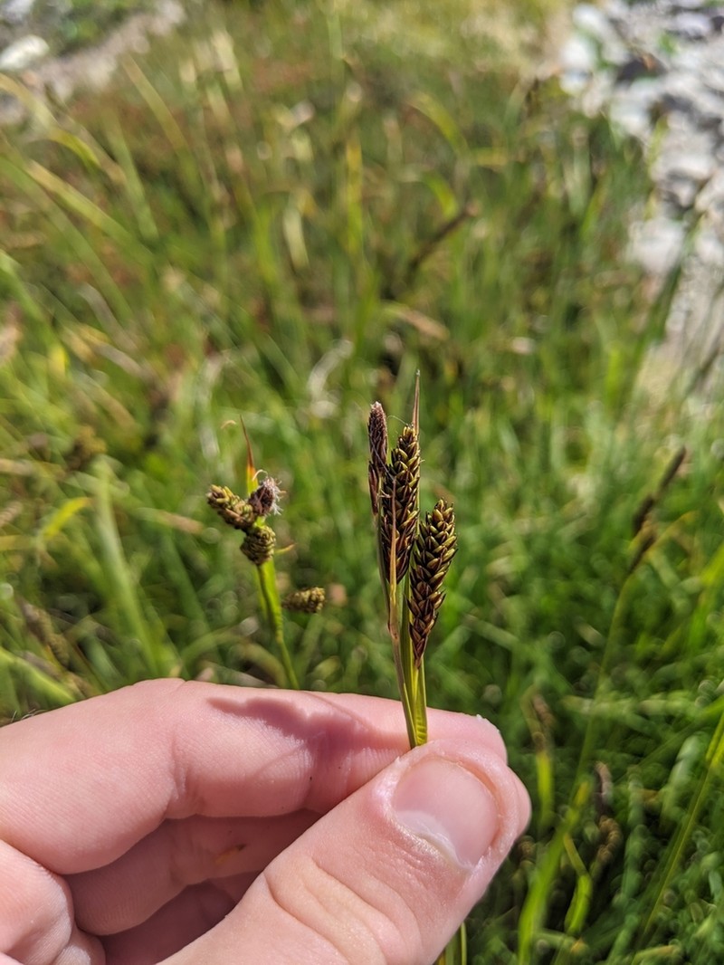 Showy Sedge photo 3