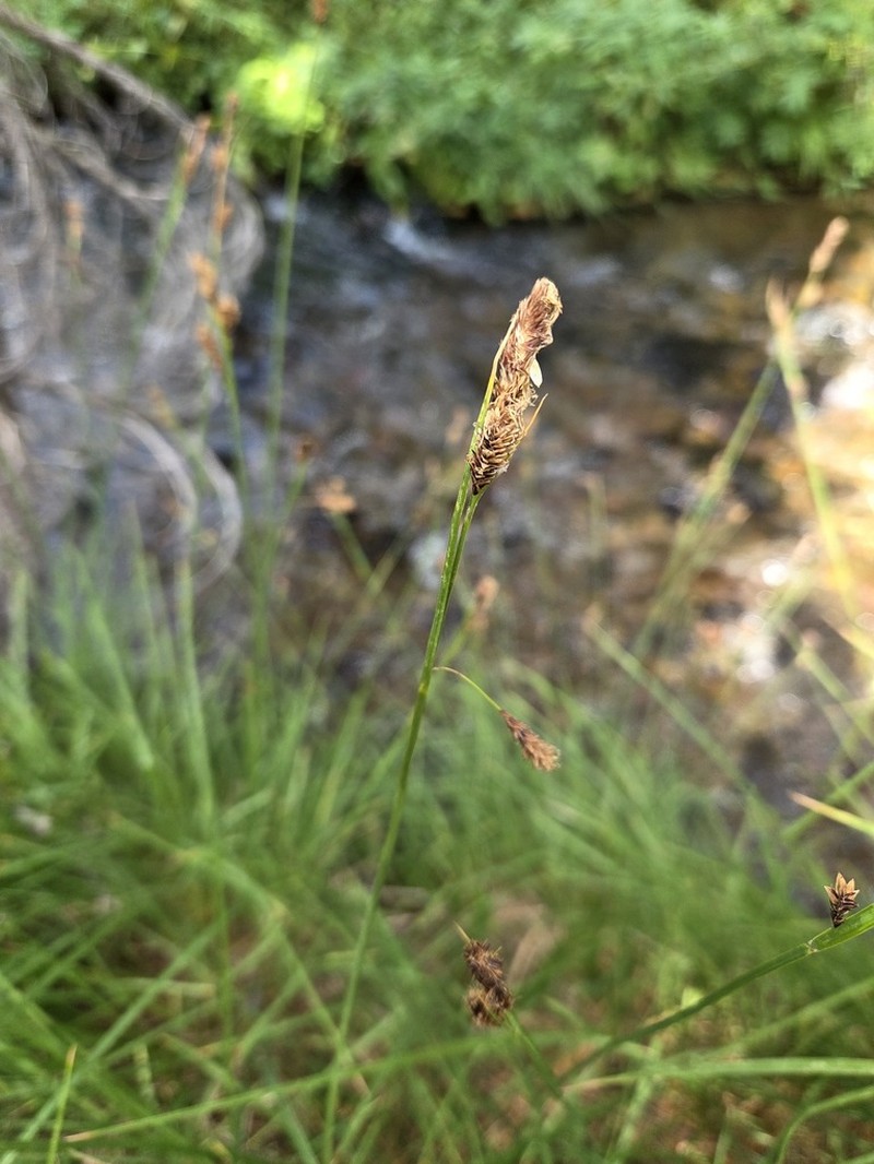 Showy Sedge photo 4