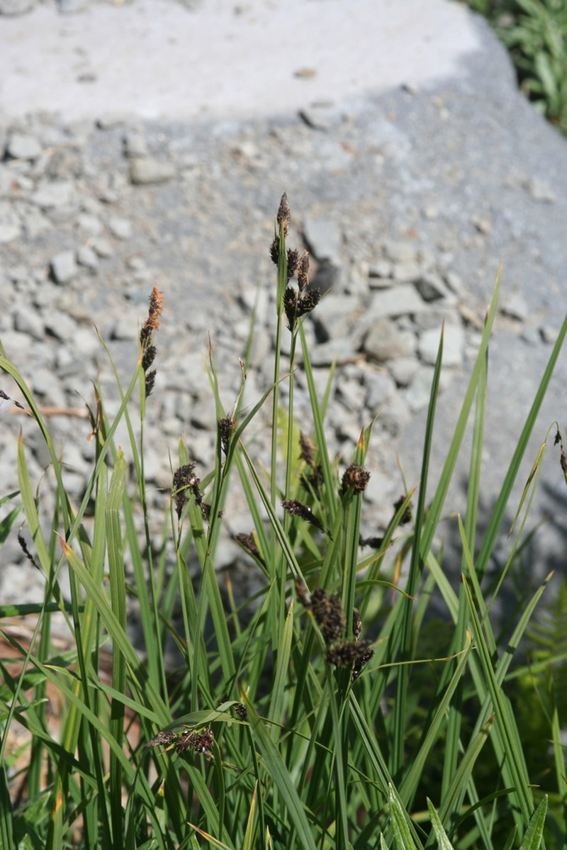 Showy Sedge photo 5