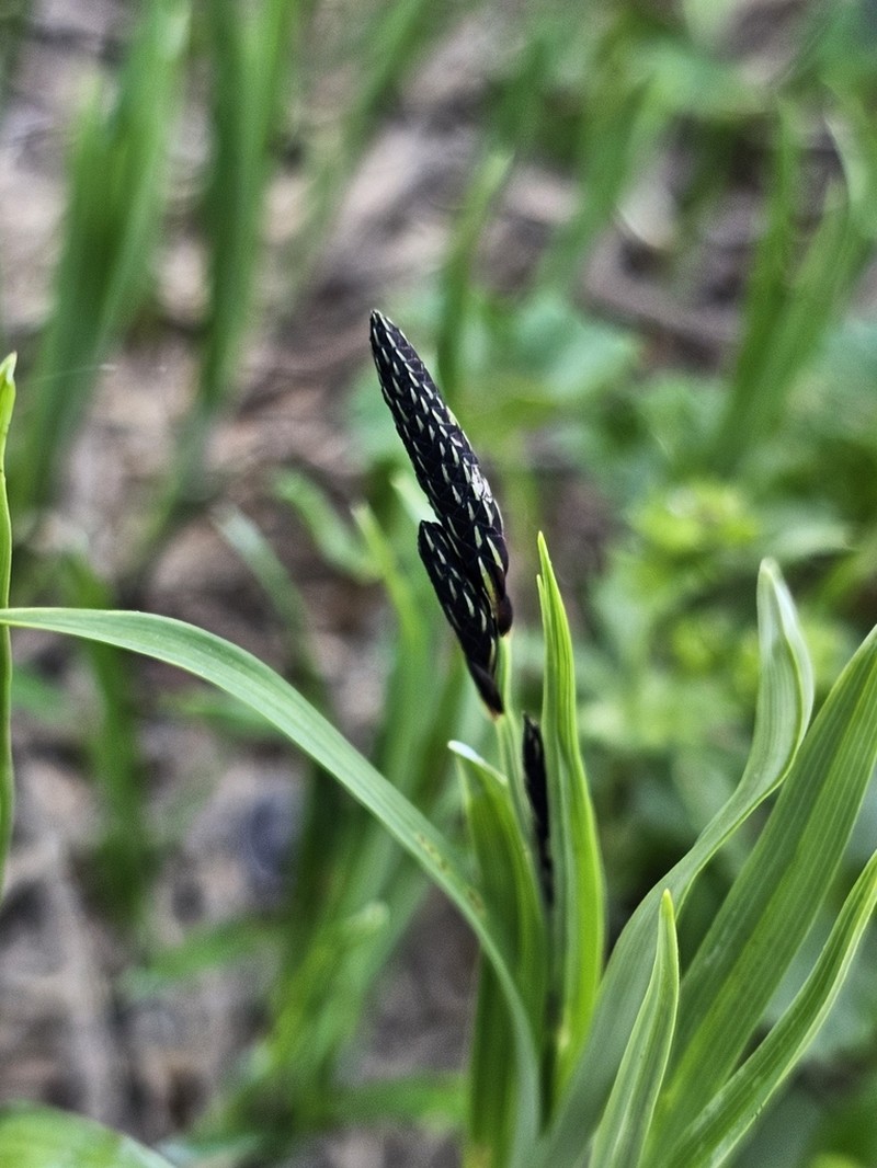 Showy Sedge photo 6