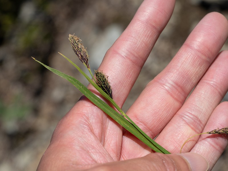 Showy Sedge photo 7
