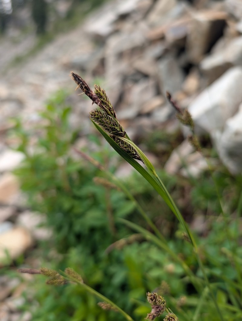 Showy Sedge photo 8