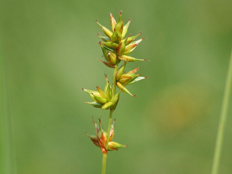 Prickly Sedge