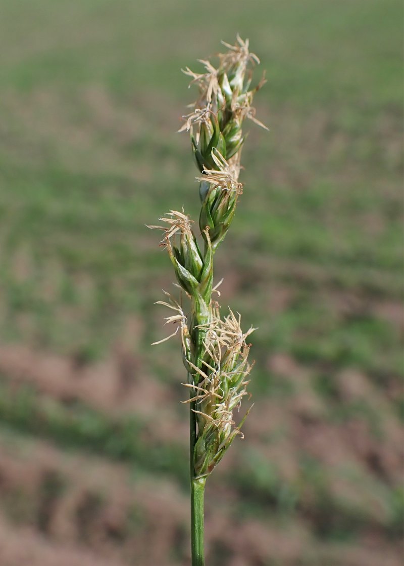 Prickly Sedge photo 2