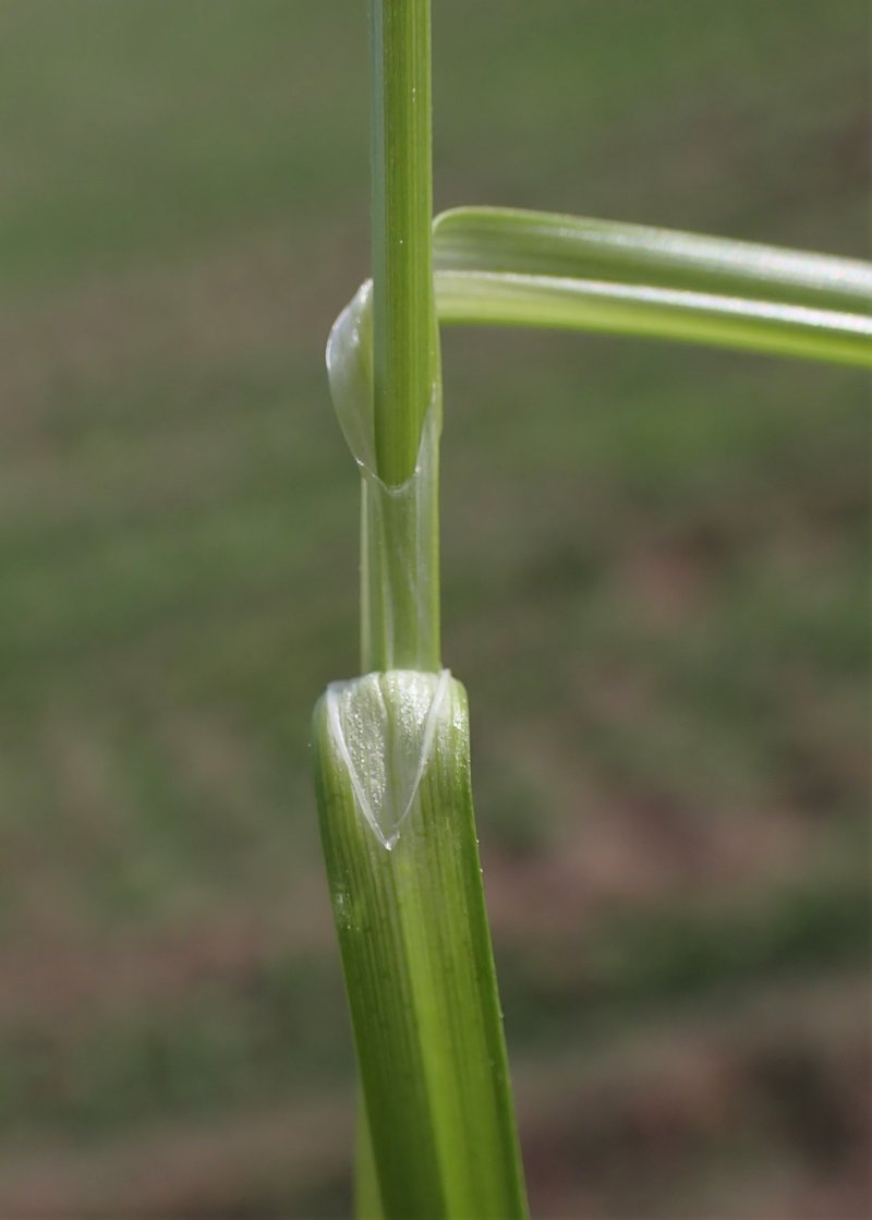 Prickly Sedge photo 3