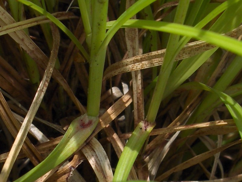 Prickly Sedge photo 4