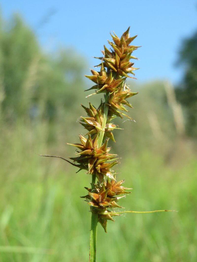 Prickly Sedge photo 5