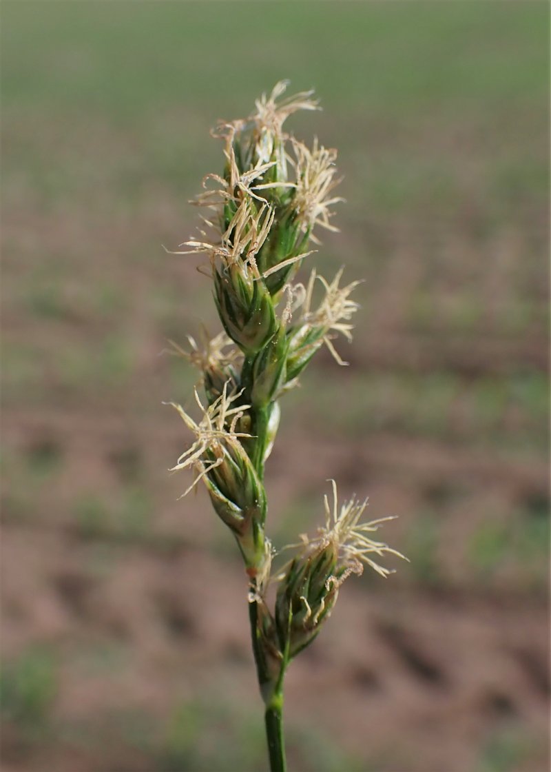 Prickly Sedge photo 6