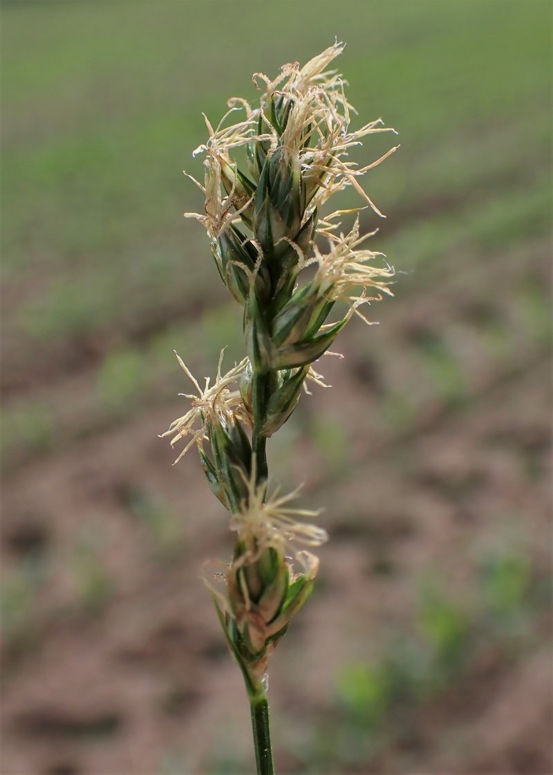 Prickly Sedge photo 7