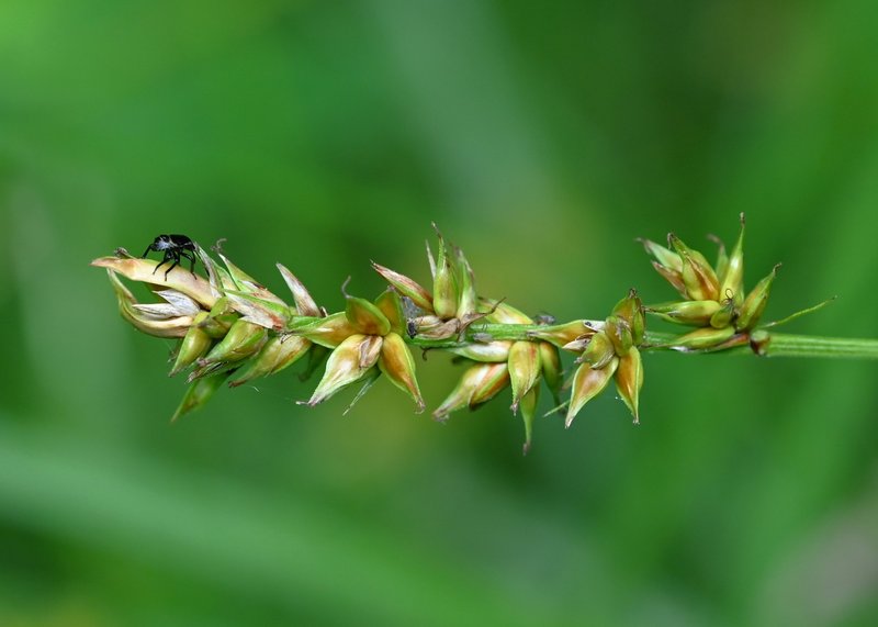Prickly Sedge photo 8