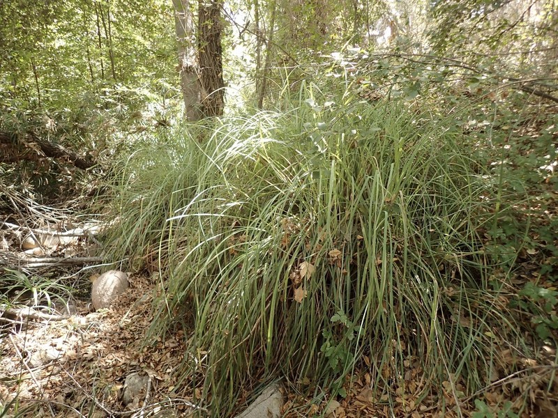 San Diego Sedge