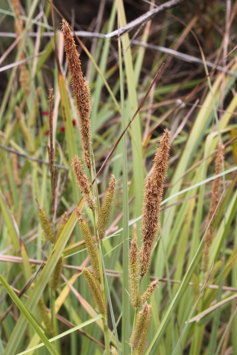 San Diego Sedge photo 2