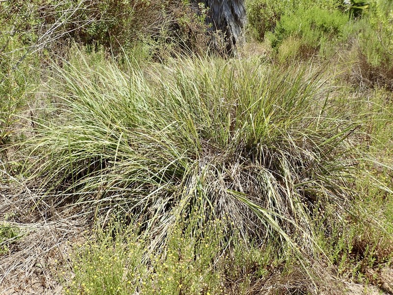 San Diego Sedge photo 3