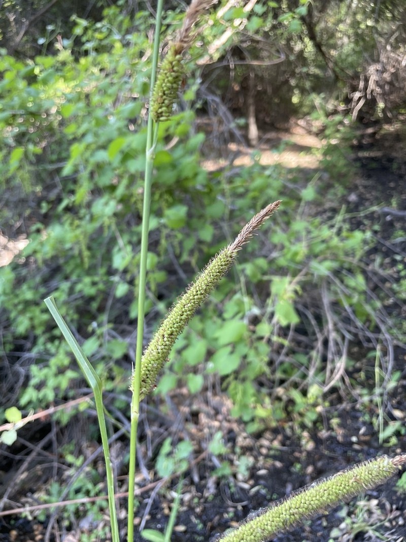 San Diego Sedge photo 4