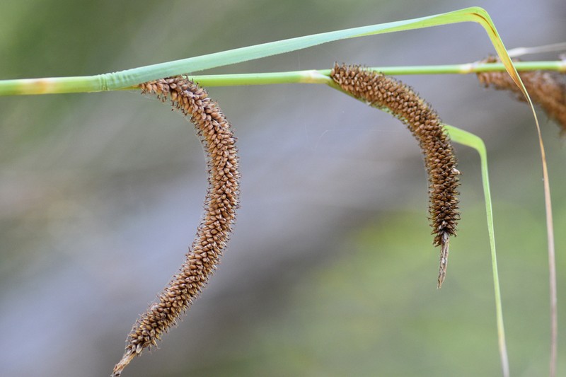San Diego Sedge photo 5