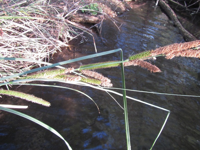 San Diego Sedge photo 6