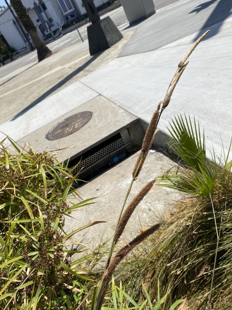 San Diego Sedge photo 7