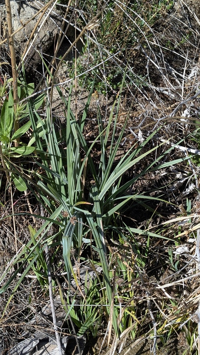 San Diego Sedge photo 8