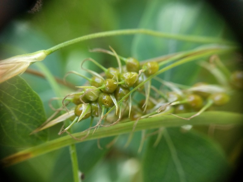 Sprengel's Sedge