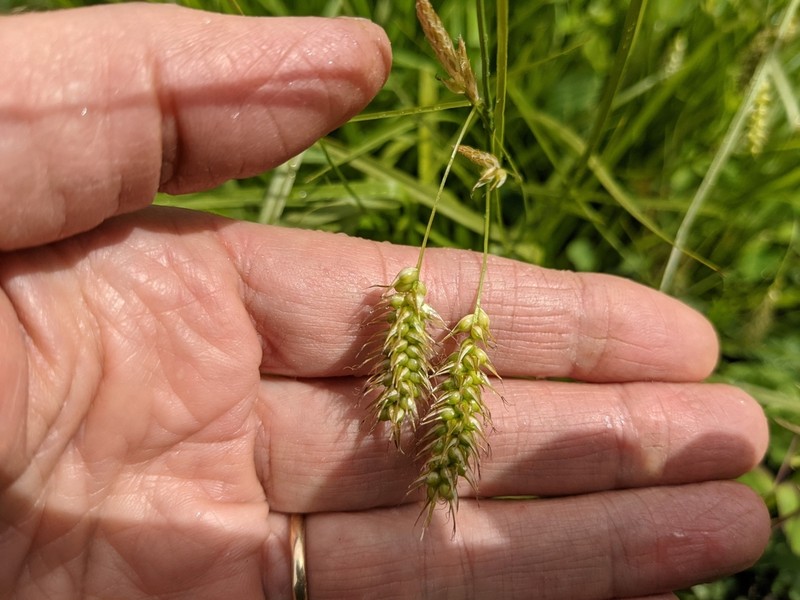 Sprengel's Sedge photo 2